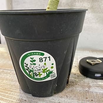 大型 フィカス ベンガレンシス オードリー 陶器鉢 植え込み発送