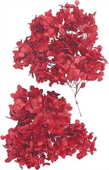 Amazon｜大地農園 プリザーブドフラワー ソフトアナベル・ヘッド