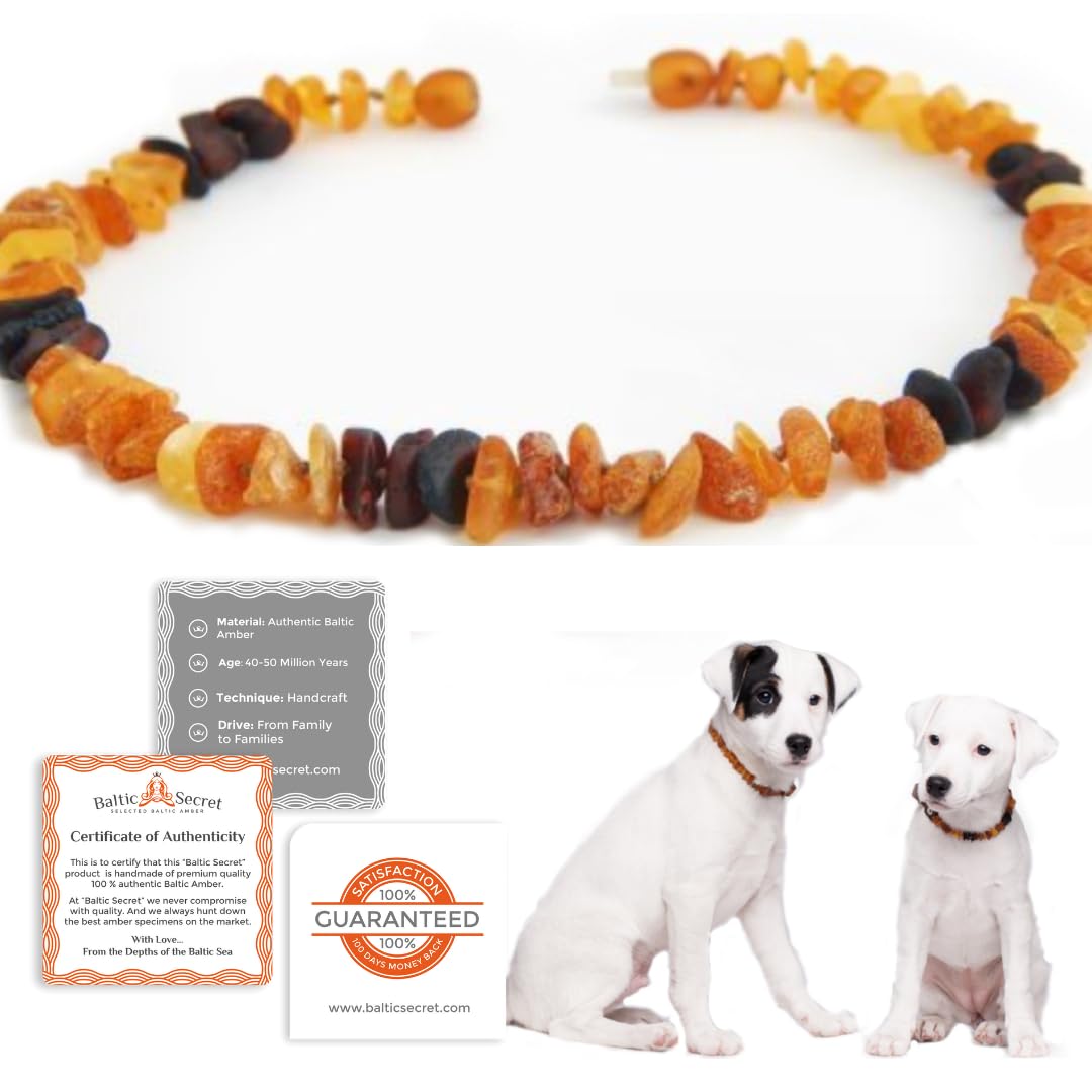 Amber Dog Collar Natural Baltic Amber Collar for Dogs