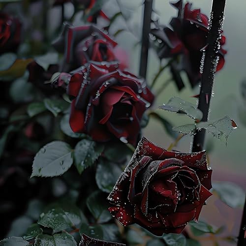 Miniatura 5 de Más de 100 piezas de semillas de flores negras y rojas Ambizu nuevas semillas de rosas raras negras de sangre verdadera