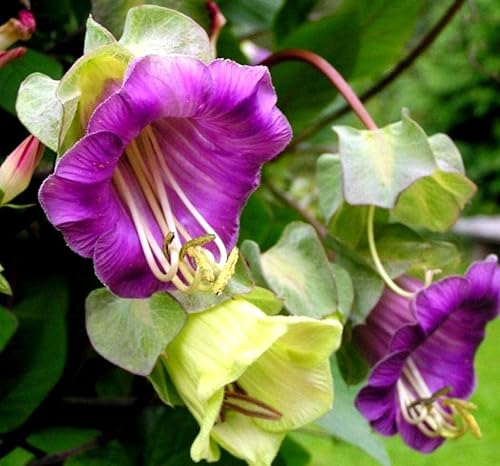 Cathedral Bells Seed Mix Cobaea Scandens The Cup-and-Saucer Vine Monastery Bells 10 Semillas
