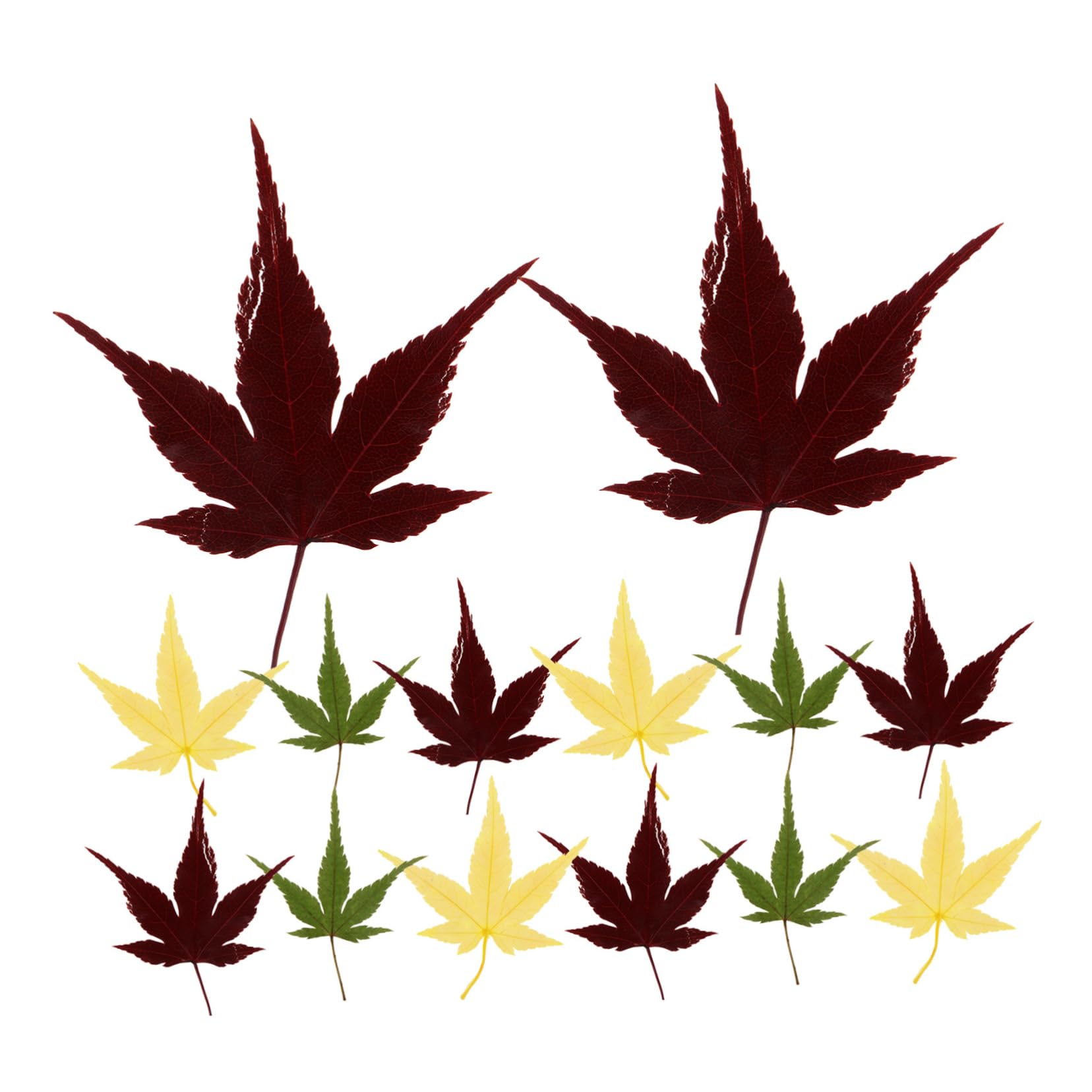 Luxshiny 30Pcs Natural Maple Leaf Decor for Sushi Plates Sashimi Mats for Japanese Cuisine for Restaurant Decoration and Event Styling