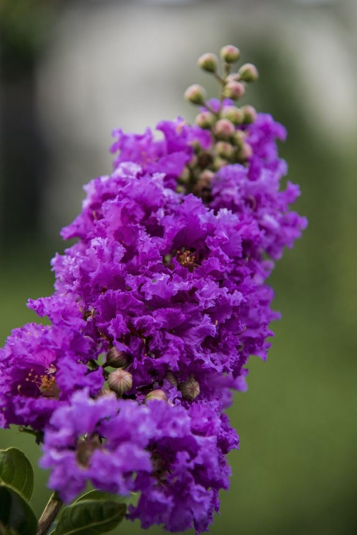 TARULATA PLANTS MARKET FURUSH FLOWER PLANT HELDI/GOOD QULITY hj76 (B0CNS4122D) Amazon Price History, Amazon Price Tracker