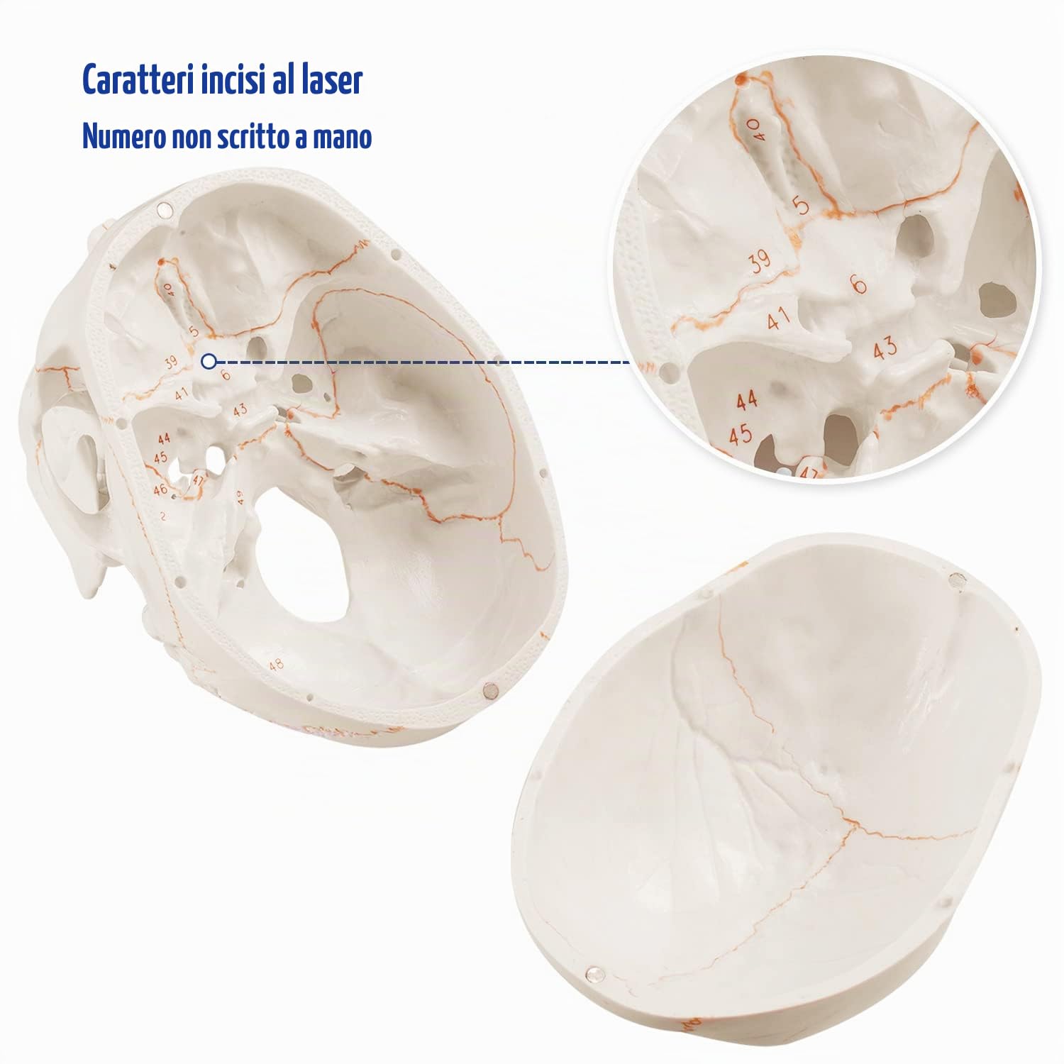 Modello anatomico del cranio della testa umana a grandezza naturale aggiornato con i più recenti caratteri incisi al laser Non il numero di scrittura a mano, non le sbavature Studente di medicina