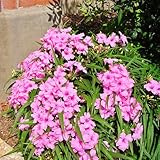 Pack 2 Hardy Mexican Petunia Live Plants - Ruellia Simplex Petunia Plants for Outdoor Gardens - 6 to 8 Inch Tall - Flowering Plants, Pink