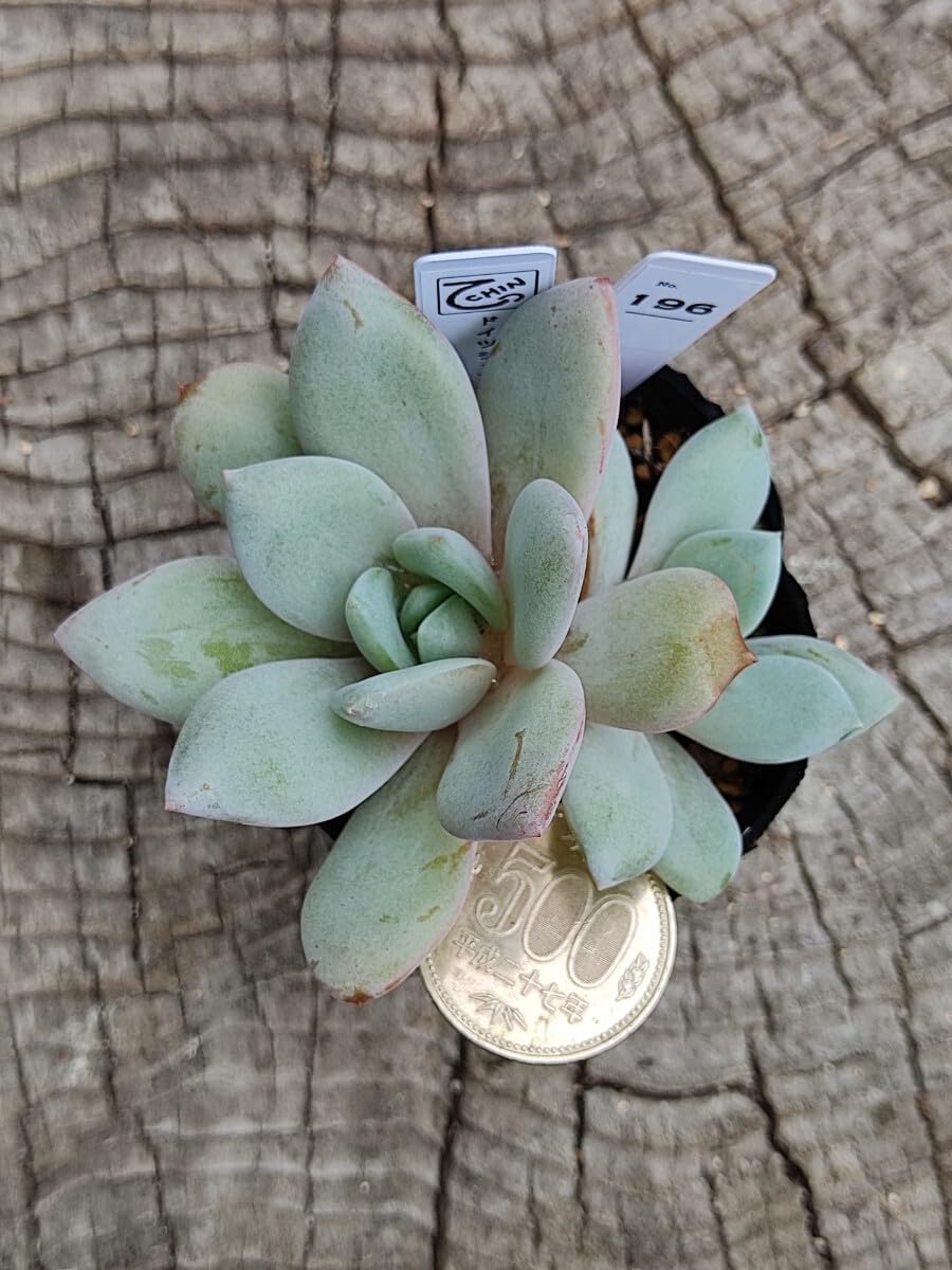 Amazon.co.jp: てっちん多肉植物エケベリア『ドイツシャンペン』196