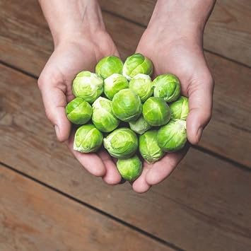 Brussels Sprout F1 Hector Hybrid Winter Crop Clubroot Resistant Reliable Heavy Yield Firm Flavourful Sprouts Perfect for UK Gardens 1x Seed Packet by Thompson and Morgan