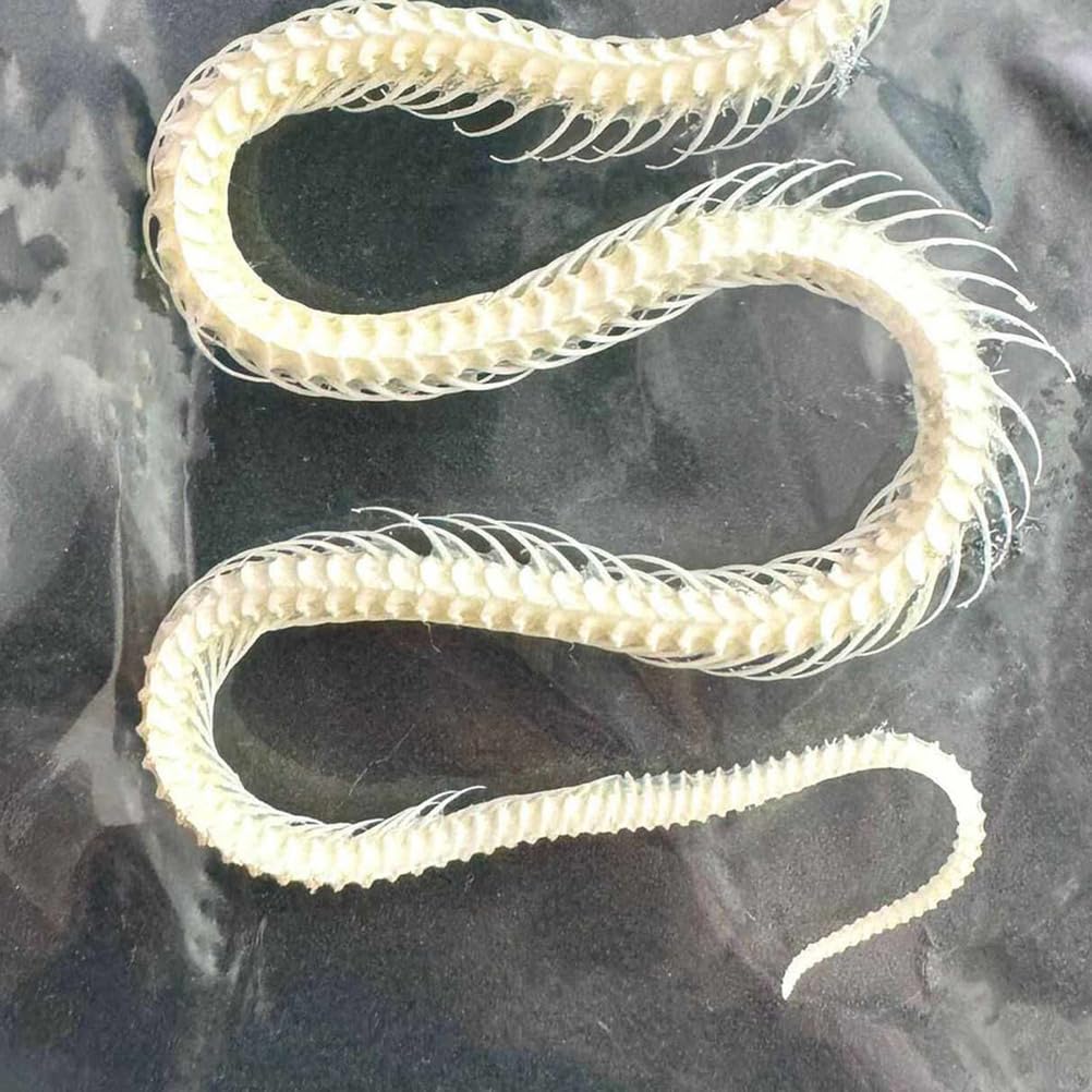 Scheletro di Serpente Reale Campione Animale Reale Collezionabili Decorazioni da Tavolo Regali Speciali