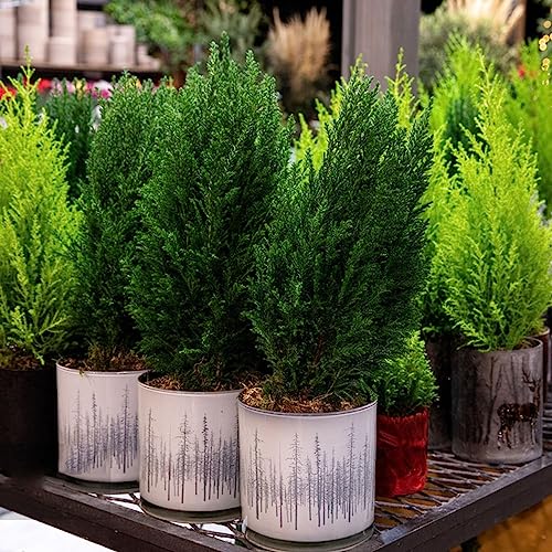 500 Piezas Semillas Resistentes De Plantas De Ciprés Ciprés Resistente, (Cupressus Funebris) Plantas De Interior Hojas Decoración Otoño Planta Flor En Maceta, Árbol Bonsai Jardín De