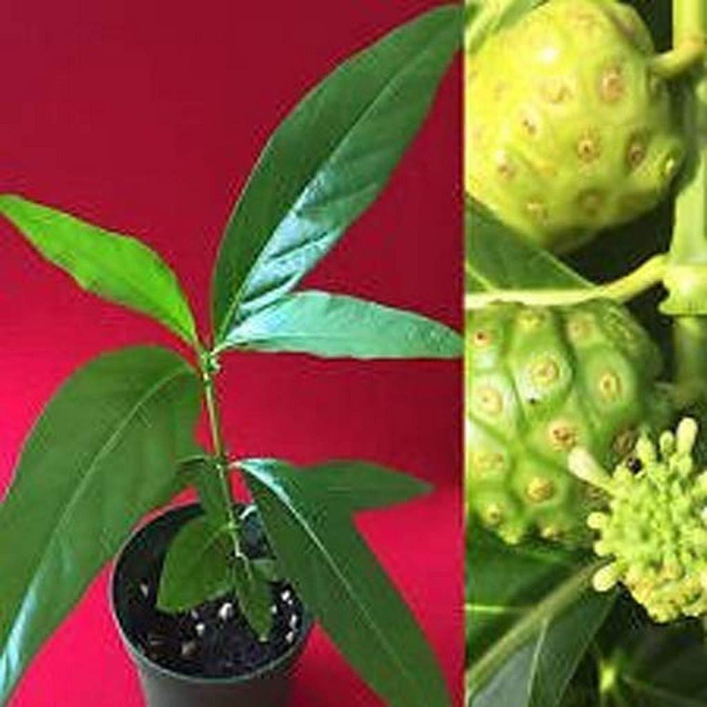 Creative Farmer Live Plant Dwarf Rare Noni (Morinda Citrifolia) Medicinal (1 Plant) Garden Plants Live …Herb/Medicinal (B08Q8KVWN4) Amazon Price History, Amazon Price Tracker