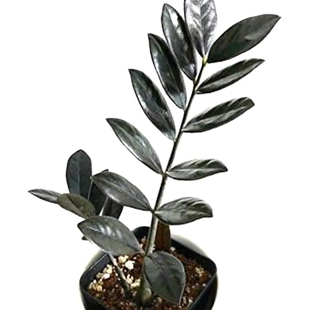 The Four Seasons Zamioculcas Raven Black Z Z Plant Rare Imported Variety Natural Live Plant In Pot Amazon In Garden Outdoors