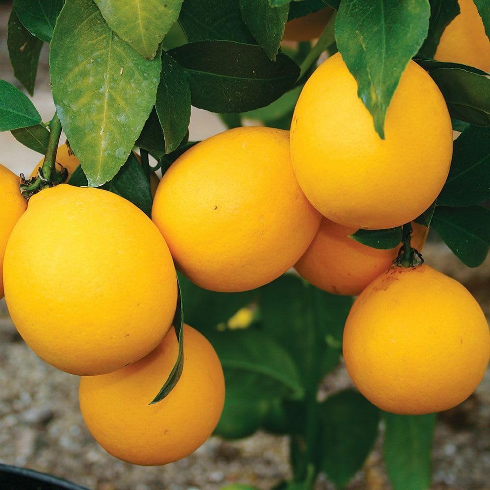 Live Meyer Lemon Tree - 2-5 Inch Tall Live Plant - Potted Seedling - Yellow Lemon Fruit Plant - Citrus x meyeri