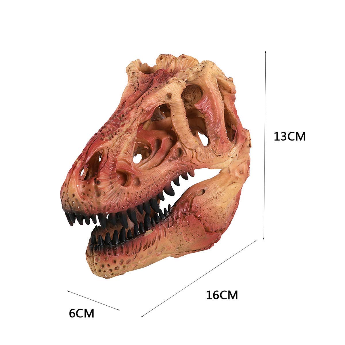 木彫 恐竜 ティラノサウルス 幼体 ジェーン 頭骨模型 14㎝ 木彫
