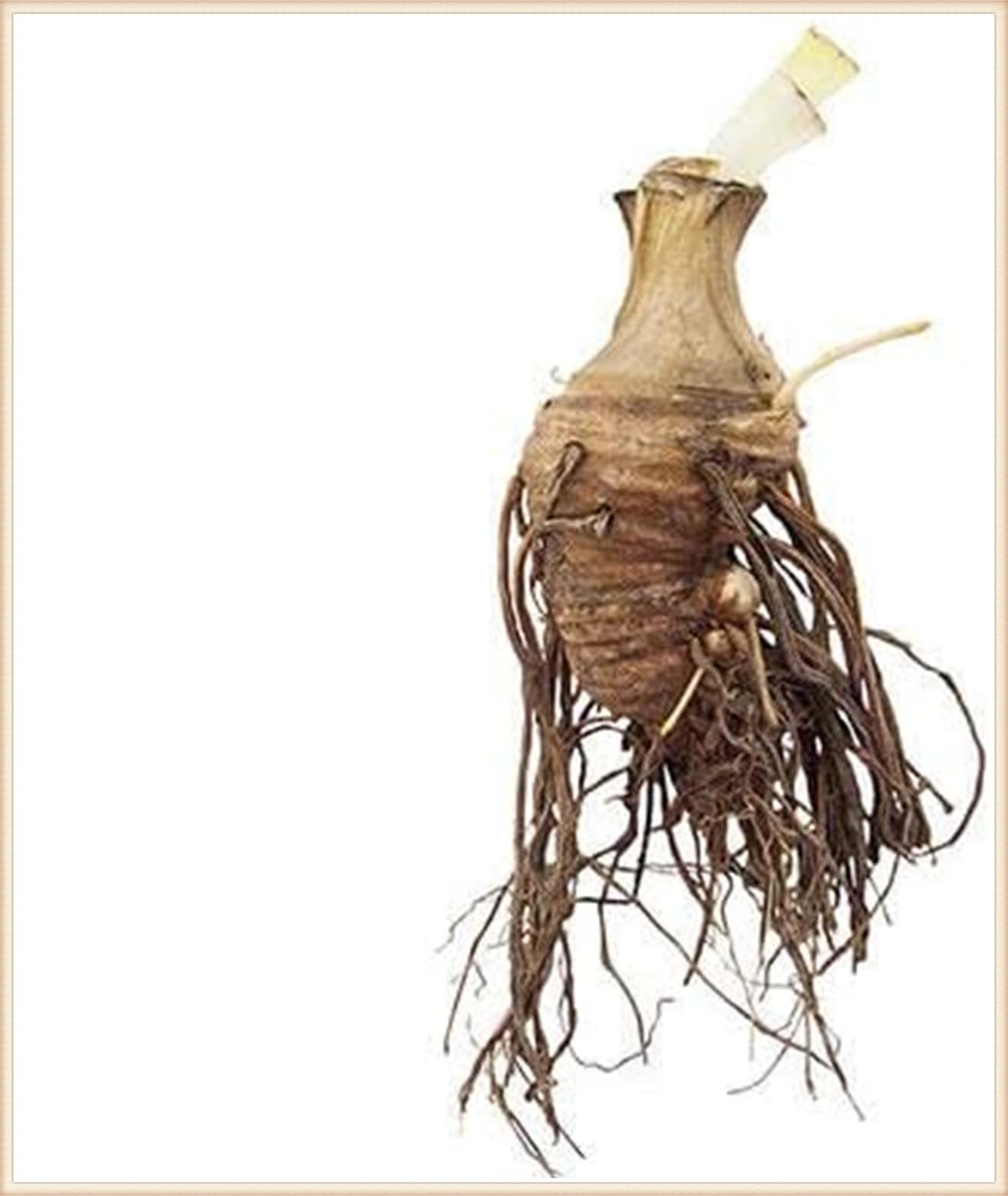Iris-Rhizom-Überraschend wachsend-Farbenfrohe-kältebeständig, Kein Gießen erforderlich- 15 RIris Schwertlilien -J