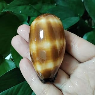 Shells for Crafts,1Pcs 5-7cm Mole Cowrie Seashell Cypraea Talpa Natural Polished Chocolate Banded Cowrie Conch Snail Shells Pretty Photography Props