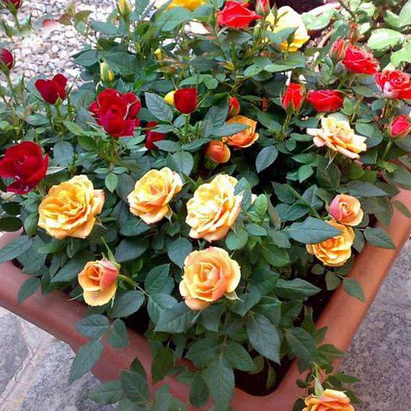 Mphmi Seedless Plant Orange Color Flower Plants Exotic 12 Roses Garden Pack (B0CVVQS4TS) Amazon Price History, Amazon Price Tracker