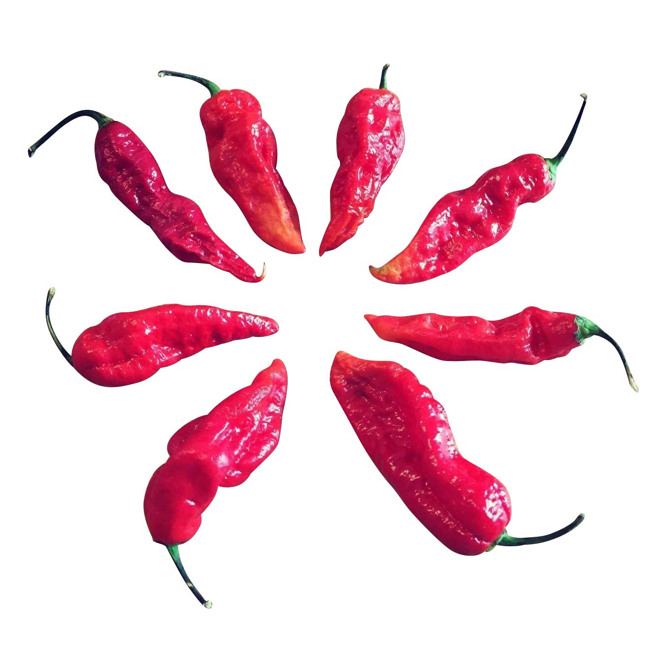 Naga Bhut Jolokia Red 10 Seeds (Organic Seeds)
