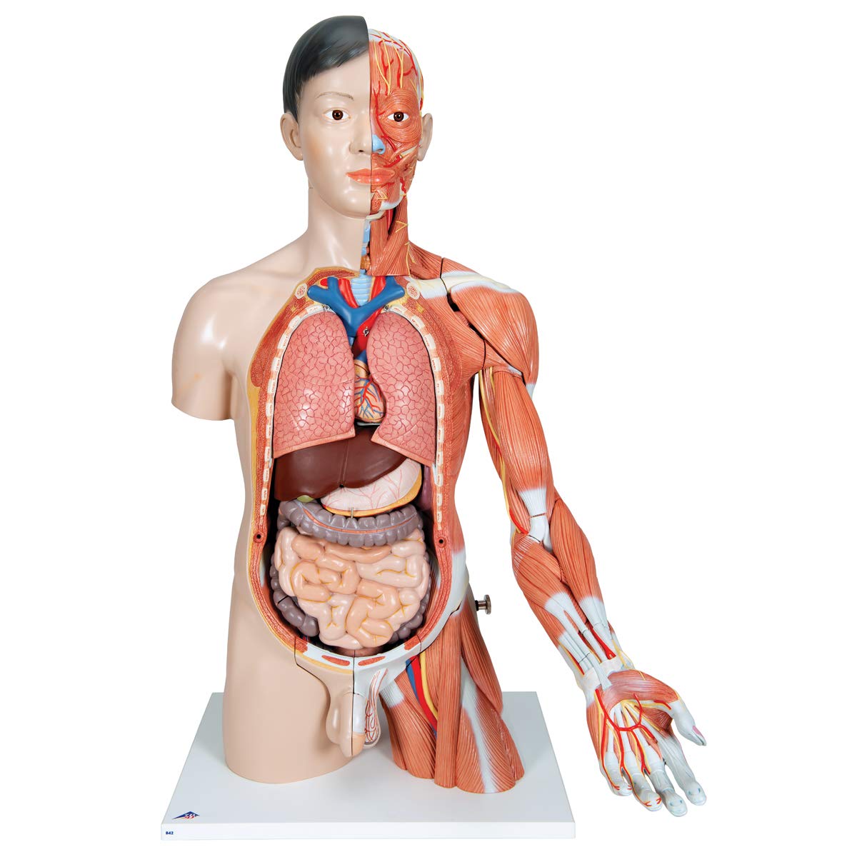 3B Scientific B41 Asian Deluxe Dual-Sex Torso wt muscular