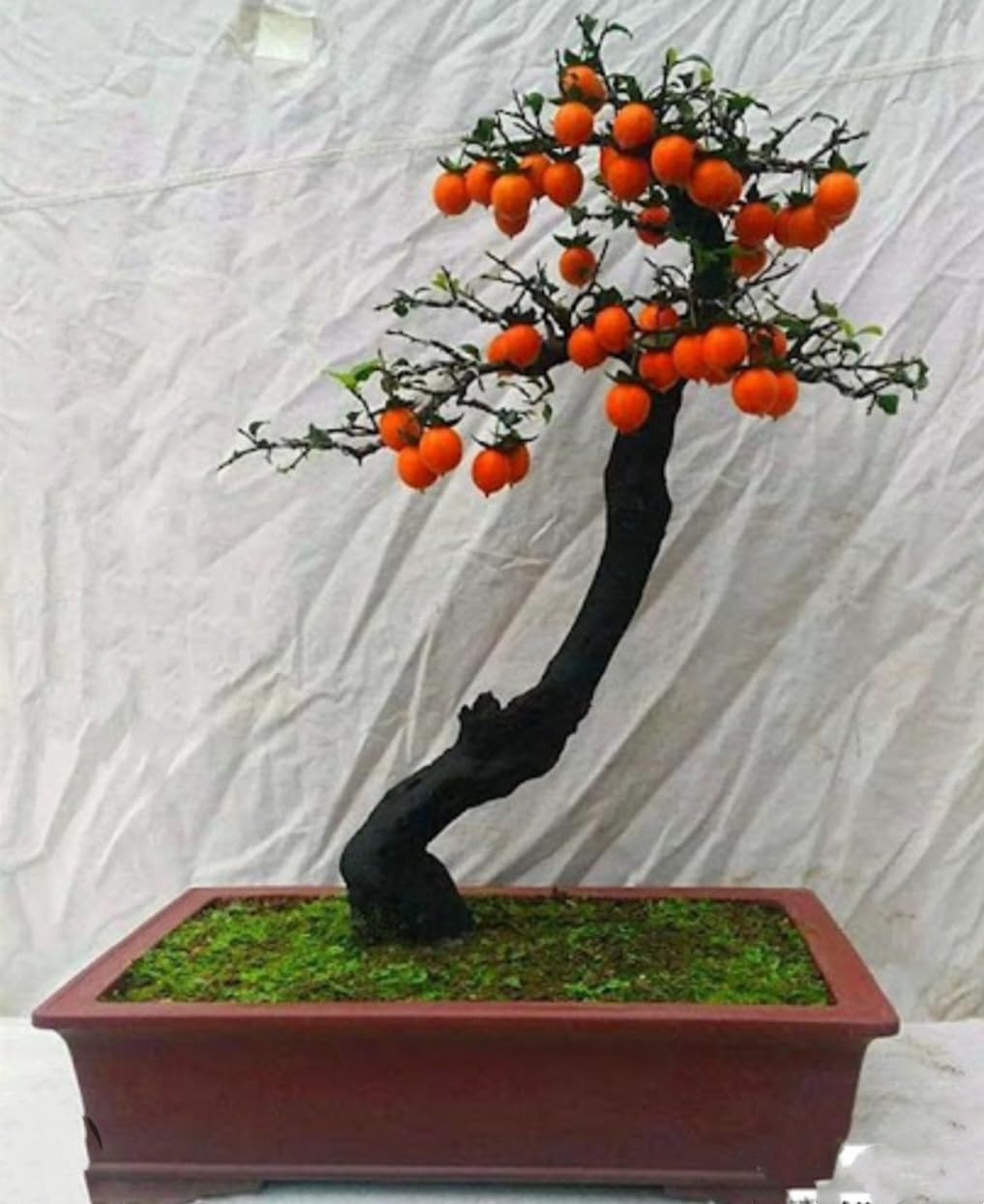 raised indoor planter mason raised kona planter – Veradek US main image 0