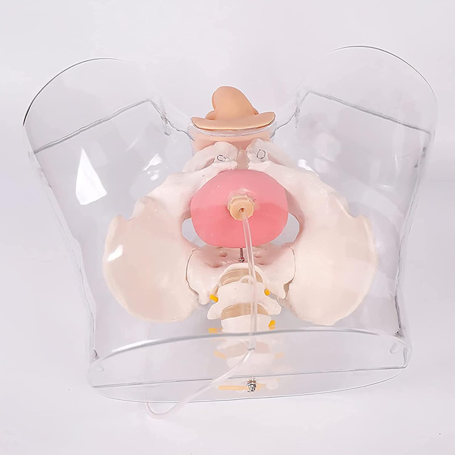 Modèle De Cathétérisme Masculin, Modèle D'enseignement Du Mannequin, Modèle De Cathétérisme Urétral Masculin Transparent, Sensation Réelle, Pour La Pratique Intuitive Du Cathétérisme Des Médecins