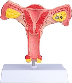 faruijie Human Uterus and Ovary Model - Reproductive Organ Model Life Size Ovary Model