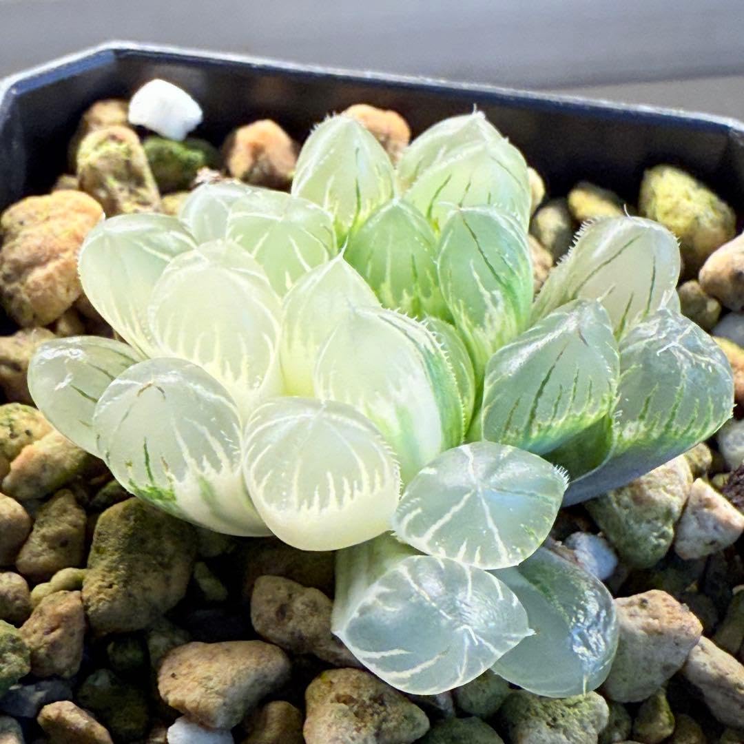 Amazon｜多肉植物 ハオルチア 自宅 オブツーサ錦 未繁殖苗 7cm鉢｜観葉