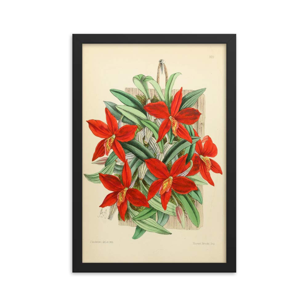 Affiche encadrée Cattleya Coccinea de qualité galerie d'art, finition vintage haut de gamme