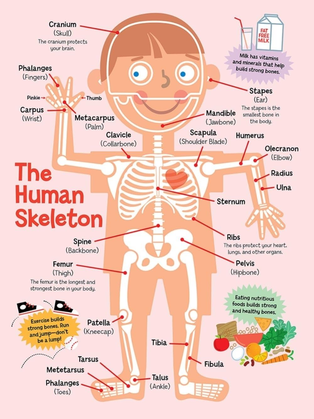 XGINERFEX Education Poster Human Skeleton Anatomy Chart Skeletal System Bones for Students Classroom Hospital Decor(Framed,12x18inch(30x45cm))