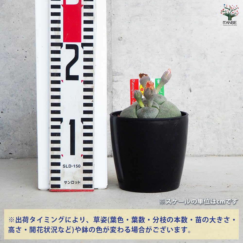 Amazon｜ITANSE プレイオスピロス 帝玉 割れたまご 4号 2個