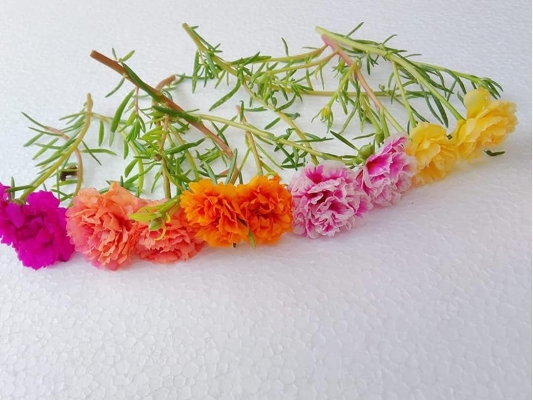 See full amazon price history chart for Hhitanshi Plants Multi Petal Portulaca Grandiflora Tablerose Mossrose Nine O Clock Nobgi Mixed Colour live cutting plants without roots - Pack of 10 Hhitanshi Plants Multi Petal Portulaca Grandiflora Tablerose Mossrose Nine O Clock Nobgi Mixed Colour live cutting plants without roots - Pack of 10 (B0CK9DMYH7) Amazon Price History, Amazon Price Tracker