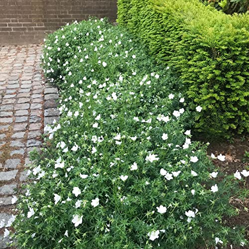 weißer Blut-Storchschnabel 'Album' Bodenbedeckende Geranium von...