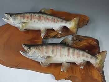 天然ヤマメ 剥製 壁掛け アンティーク 約30cm 天然ヤマメ 剥製 壁掛け