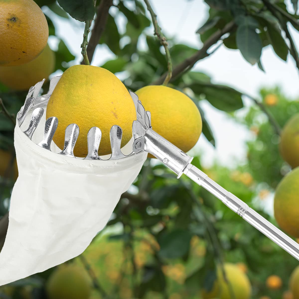 Orange Picker Machine Stainless Steel Fruit Harvesting Tool Fruit Picker Basket With ...