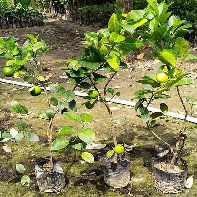 Image of Kagzi Lemon Hybrid Live Plant - High-Yield Citrus Fruit Tree | Outdoor Gardening | Nimbu Plant for Home Garden | Pack of 1 Healthy Live Plant