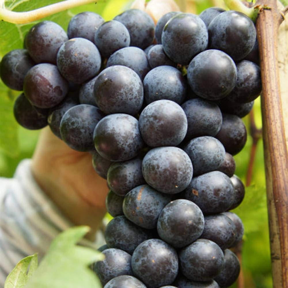 Amazon.co.jp: 【スチューベン】 ぶどう 3年生接木1.5m長尺大苗