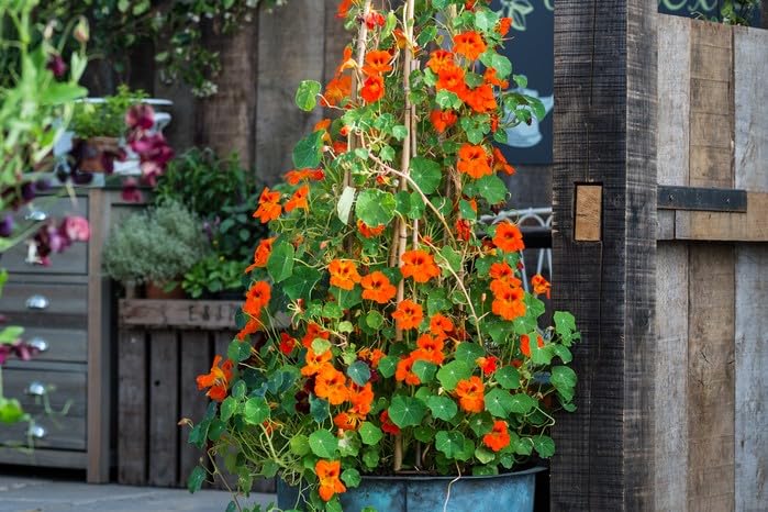 Image of Nasturtium Flower Seeds - Easy-to-Grow Edible Flowers, Attracts Bees & Butterflies, Ideal for Garden Beds, Containers (Pack Of 30 Pcs)