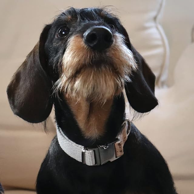 Foto 6 de 7 de Collar sostenible para perro │ Collar de cáñamo y corcho 100% natural para perros pequeños, cómodo