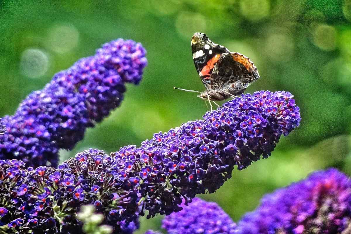 Buddleia Butterfly Bush Flower Seeds For Home Garden - 35+ Seeds- Grow All India (B0C8VHC78V) Amazon Price History, Amazon Price Tracker
