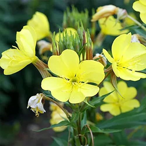 Miniatura 6 de QAUZUY GARDEN 200 semillas de onagra común enana cubierta de suelo y césped, hermosa flor para maceta, jardín