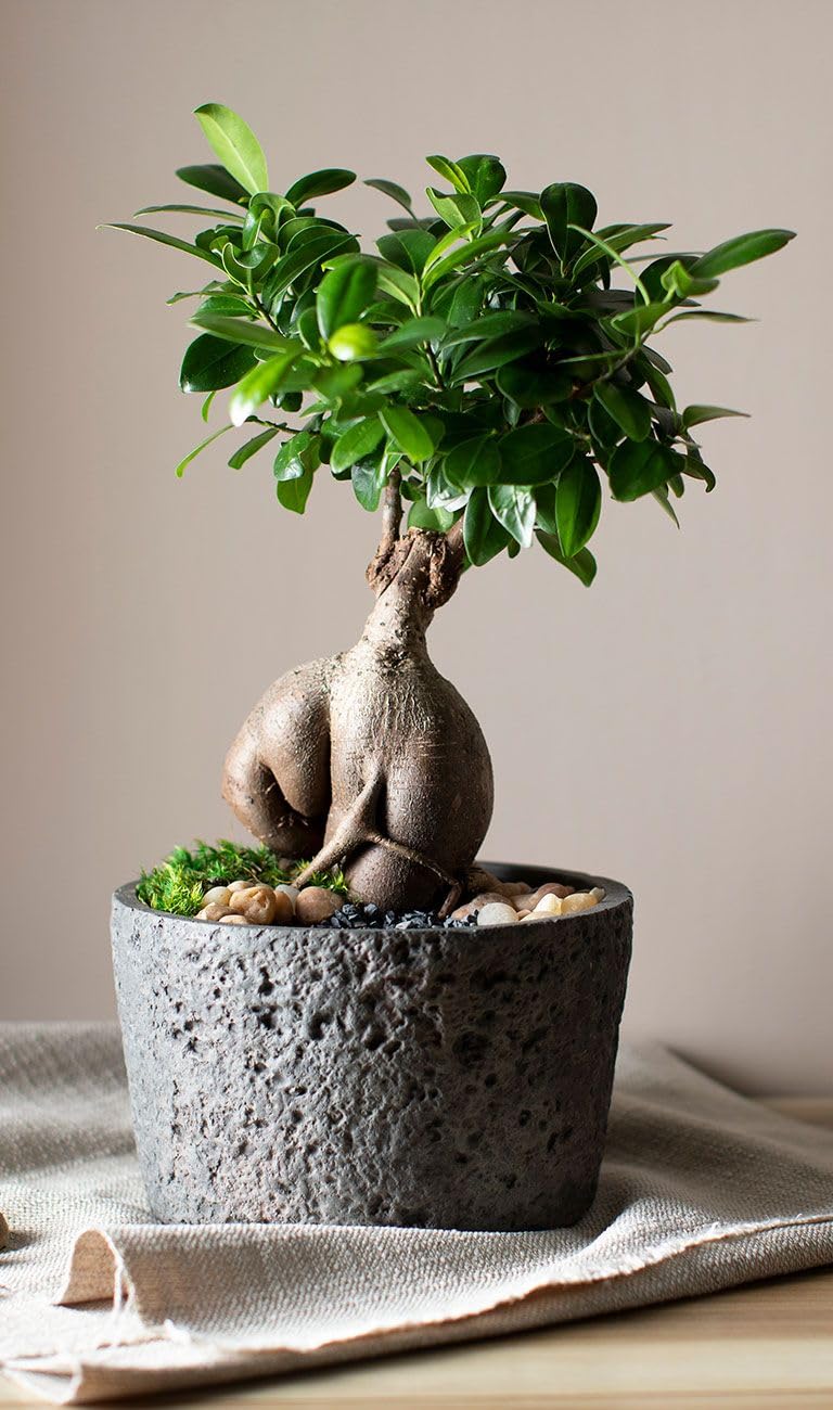 “Ginseng Ficus Bonsai Tree – Live Indoor Plant (Ficus Microcarpa)” Chainese Bot Live Plant With Pot (Pack Of 2) A2-image-21