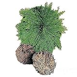 Kyz Kuv Resurrection Plants Hydrophile Jericho Rose Plant