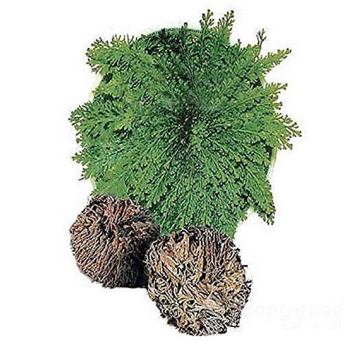 Kyz Kuv Resurrection Plants Hydrophile Jericho Rose Plant Kyz Kuv Resurrection Plants Hydrophile Jericho Rose Plant