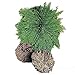 Resurrection Plants Hydrophile Jericho Rose Plant