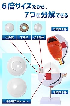 眼球医療用模型 Amazon.co.jp: 眼球模型 - 目のモデル、解剖モデル、人間の目の