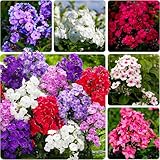 Mixed Phlox Seeds for Planting - 2000 Creeping Phlox Seeds Perennial Ground Cover Plants- Annual Flower for Home Garden