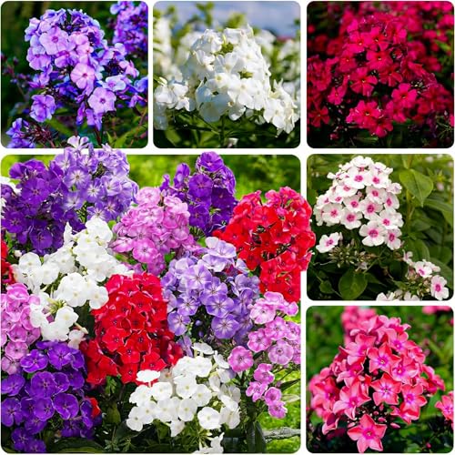 Mixed Phlox Seeds for Planting - 2000 Creeping Phlox Seeds Perennial Ground Cover Plants- Annual Flower for Home Garden