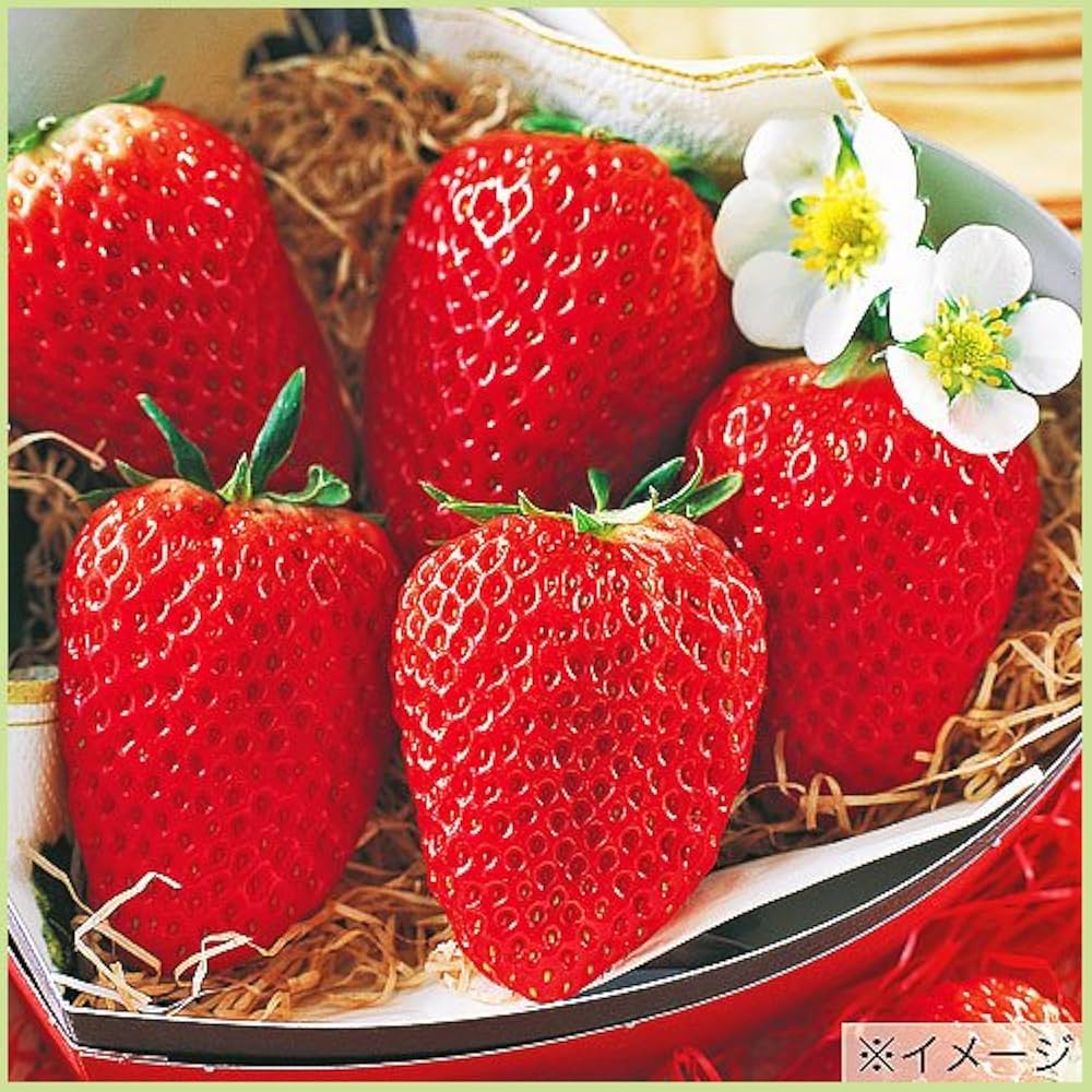 いちご苗紅ほっぺ３寸４０個セット ポットまま発送 いちご苗 紅ほっぺ 3株 / 家庭菜園 イチゴ苗 苺苗 イチゴの苗