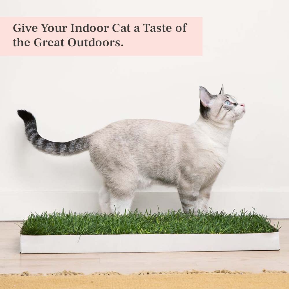 Lounge Bed Cat Hammock Cat Real Grass Window Bed Perch, Real Grass