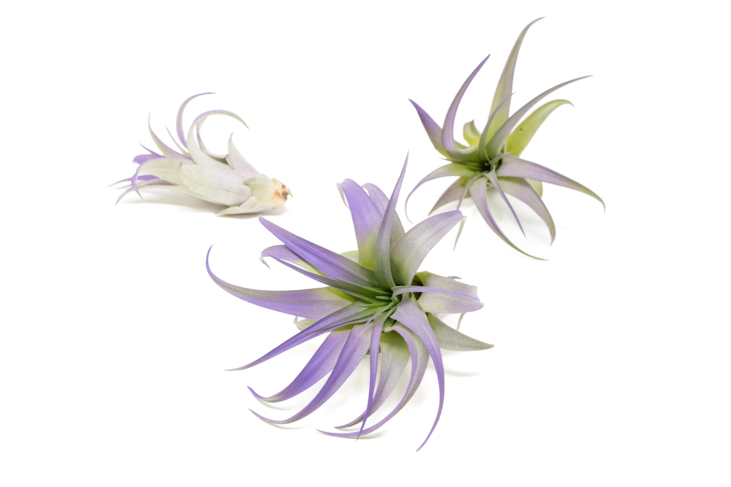 Purple Colorful Tillandsia Air Plants - Long Lasting Color Enhanced Live Tillandsia Succulent House Plants - Home and Garden Decor - Easy Care Indoor