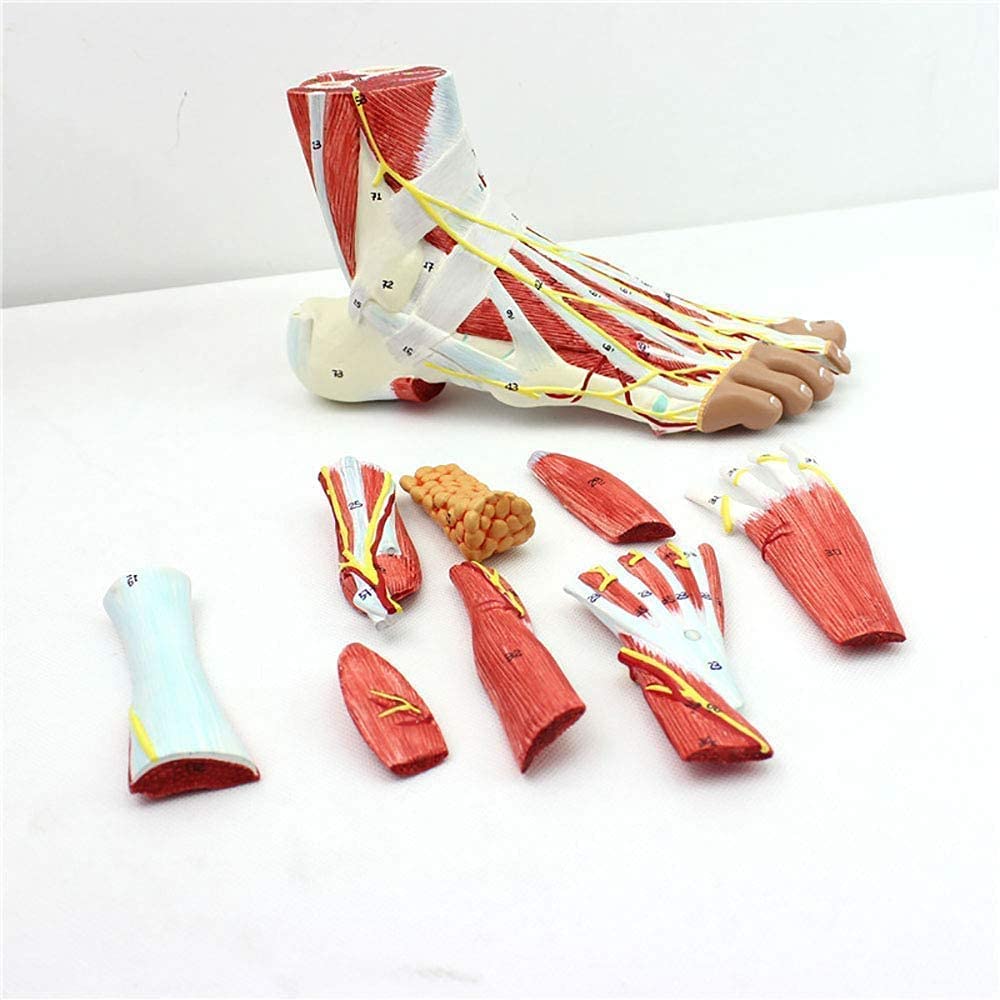 Buy Anatomy Model, Assembly Human Foot Joint Muscle Ligament ar